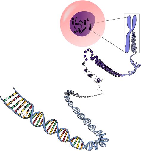 dna clipart|Explore 443+ Free Dna Illustrations: Download Now .